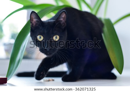 black cat looking at the camera Royalty-Free Stock Photo #362071325