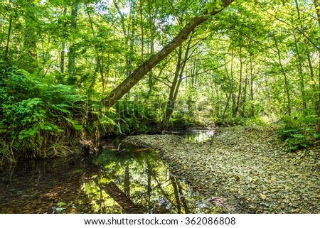 wild forest creek