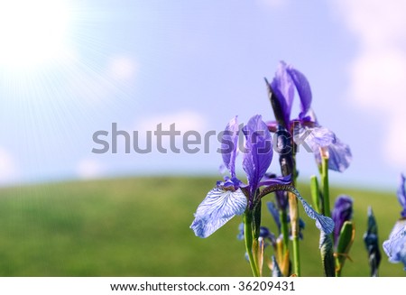 Sun background with blue iris, by sky and hill in the background, much place is for inscriptions