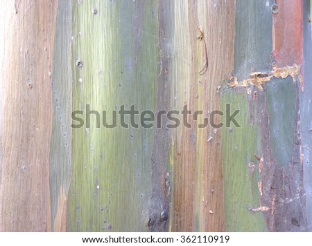 Abstract painting by eucalyptus tree bark