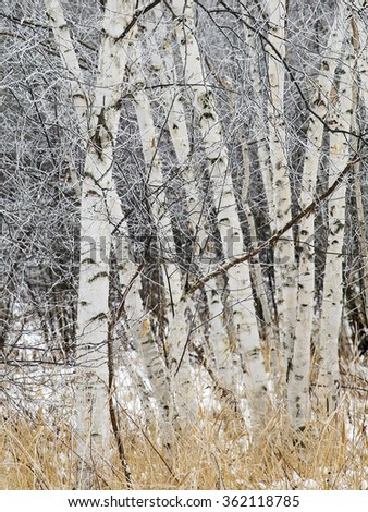 Birch Trees covered in winters hoarfrost.  Winter in Wisconsin