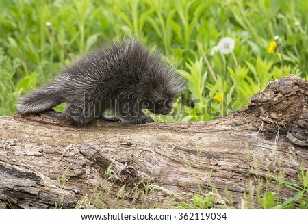 Profile image of a young, North American porcupine walking on a log.  Springtime in Minnesota.
