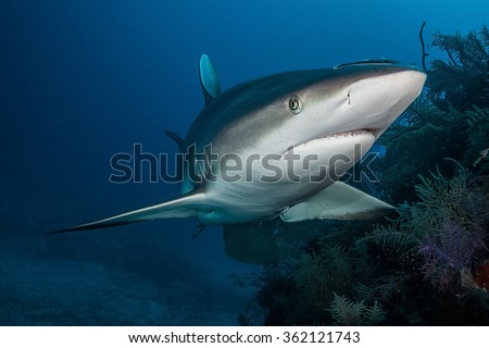 Shark,underwater picture, South Africa