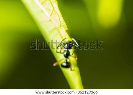 close-up soft focus ant nature on green leaf background