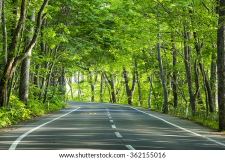 road in green forest Royalty-Free Stock Photo #362155016