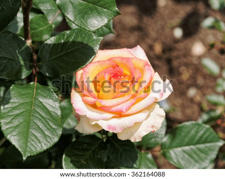 Rose in garden, blurred nature background.