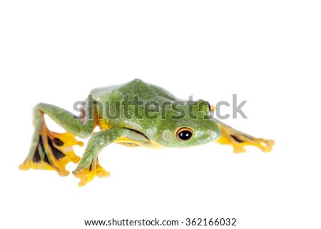 Black-webbed flying tree frog, Rhacophorus kio, isolated on white background