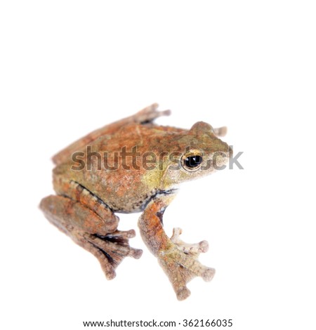 Spinybottom tree frog, rhacophorus execophygus, isolated on white background