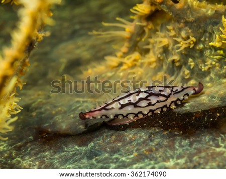 Underwater picture of False Cowries in Thai Gulf