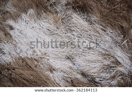 
snow-covered grass