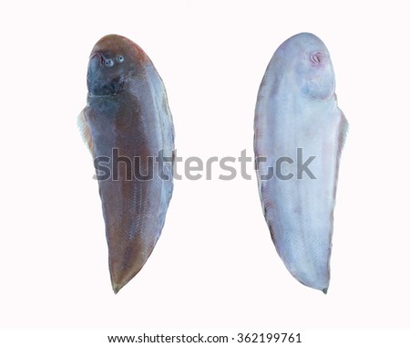 true sole fish, soleidae fish isolate on white background, raising ornamental fish