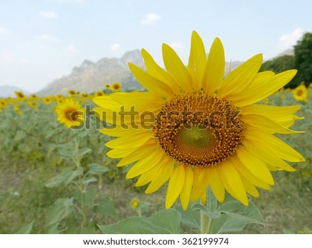 Close up Sunflower In Field