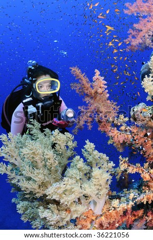 Soft corals and scuba diver