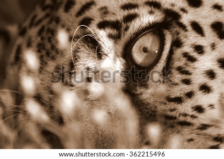 A Leopard stares at the camera in this beautiful sepia tone image. Africa