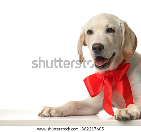 Beautiful Labrador retriever with red bow isolated on white background