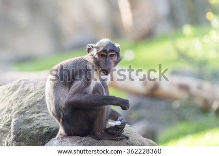 The South African monkey.