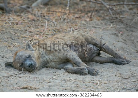 Alpha female spotted hyena (Crocuta crocuta) sleeping outside the entrance to her den. Okavango Delta, Botswana, Africa.