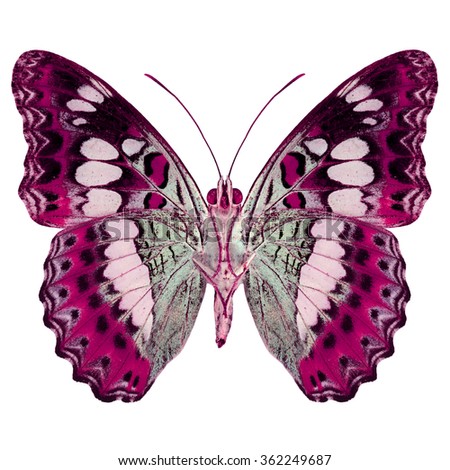 Beautiful Pink butterfly lower wing profile isolate on white background