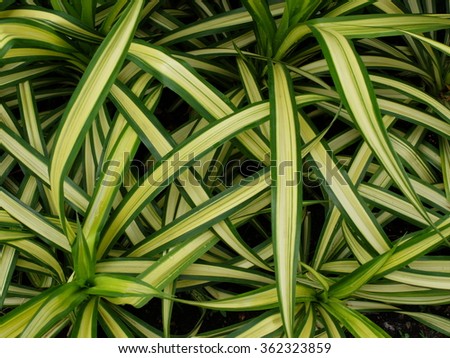 long green leaf with yellow bar