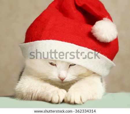 siberian tom cat in santa hat close up portrait