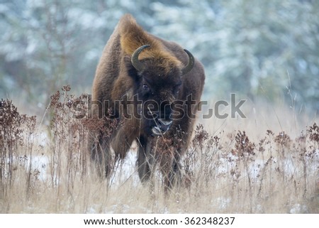 Wild bison. The bison in a snowy grassland.