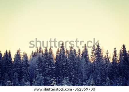 A forest full of spruces and they are covered with snow. Image taken during sunset. Image has a vintage effect applied.