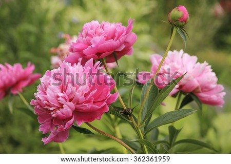 Pink Peony flowers