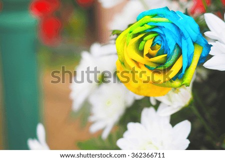 Rose rainbow flower and multi colored petals in garden