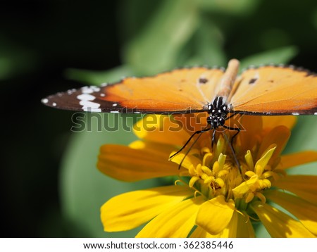 Butterfly On A Flower 