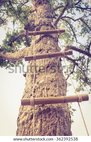 Ladder made of wood and rope reaching up into high  tree forming a ladder in vertical upward perspective. Vintage picture style.