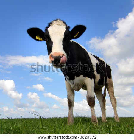 young cow against blue sky Royalty-Free Stock Photo #3623972