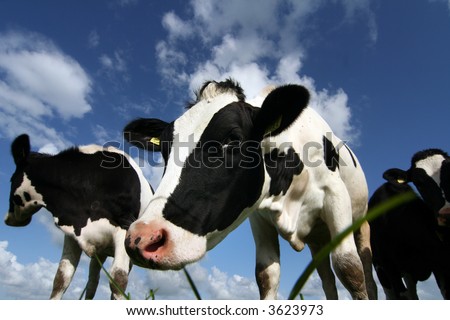 young cow inspecting the camera Royalty-Free Stock Photo #3623973