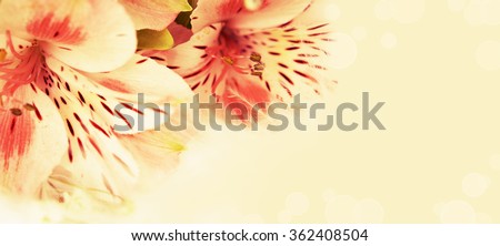 Closeup of pink flowers in a corner for holiday card or background