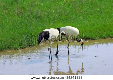 crane with green grass colors in the background
