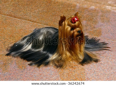 Glamour Yorkshire terrier with bow laying