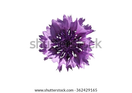 isolated purple cornflower blue middle on a white background, photographed in natural light, closeup