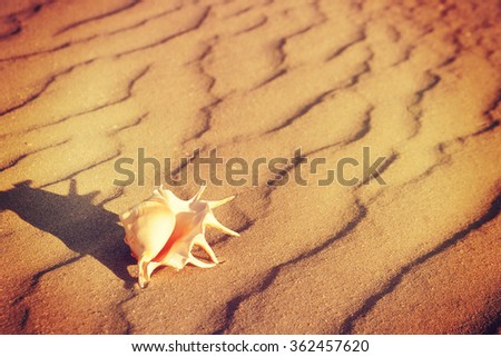Big seashell on the sand on the beach