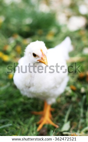 Isolated white chicken with yellow beak and legs. Grass as a background. No people on the picture.