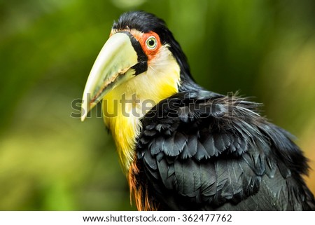 Exotic green-billed toucan bird in natural setting near Iguazu Falls, Foz do Iguacu, Brazil.