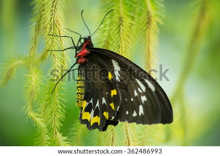 Cairns Bird-wing Butterfly  Royalty-Free Stock Photo #362486993