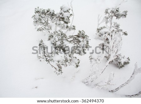 Bush with white snow. Nature