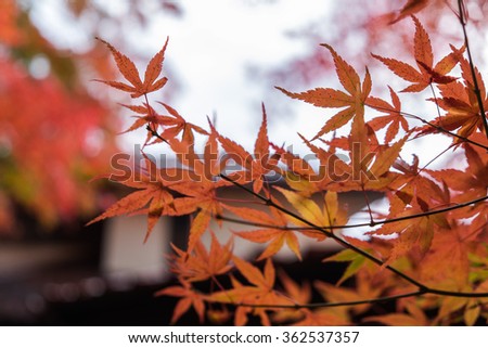 Maple leaves changing color in autumn