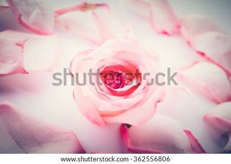 pink and white rose with petal - soft focus and vintage effect picture style