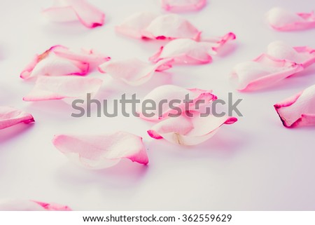 pink and white rose petal - soft focus and vintage effect picture style
