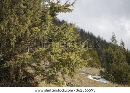 The pine trees in Anatolia.