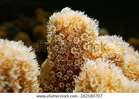 Underwater marine life, closeup of coral polyps of Porites porites commonly called hump coral or finger coral, Caribbean sea