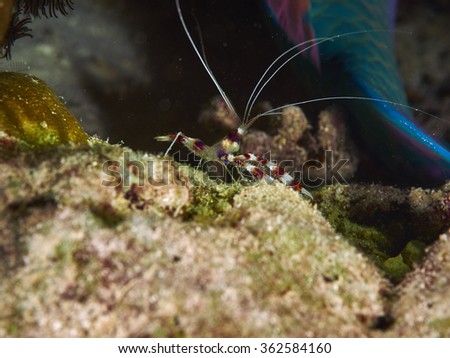 banded coral shrimp with reef coral in the similan island, Thailand
