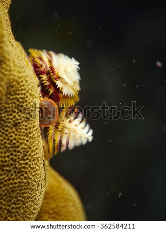 christmas tree worm at the underwater coral reef of the Similan Islands,Thailand