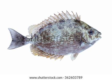 damsel fish,demoiselle fish,pomacentridae fish isolate on white background,Fish fresh and tasty seafood,raising ornamental fish 