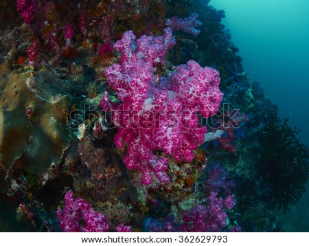 diver with giant fan coral and reef fish in Similan, Thailand
